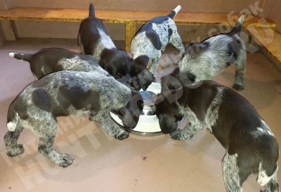 Щенки дратхаар